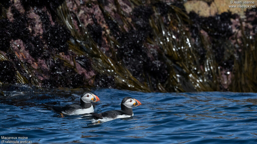 Atlantic Puffin, swimming