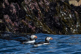 Atlantic Puffin