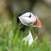 Atlantic Puffin