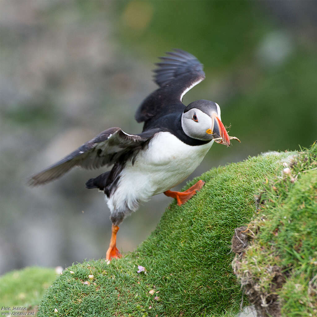 Atlantic Puffinadult, walking, Reproduction-nesting