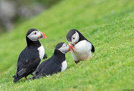 Atlantic Puffin