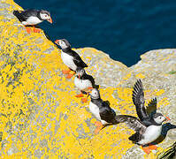 Atlantic Puffin