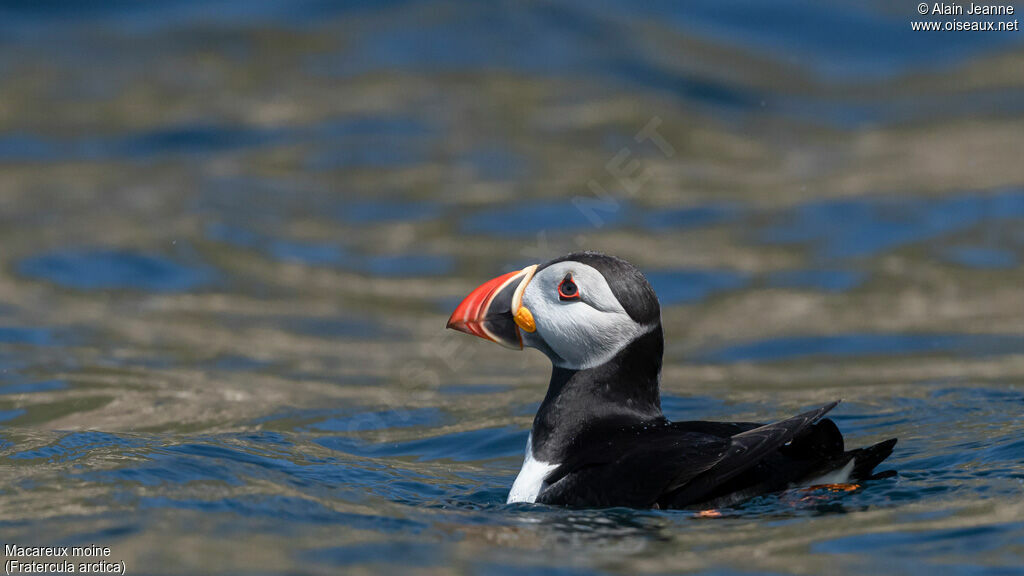 Atlantic Puffin, swimming