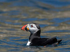 Atlantic Puffin