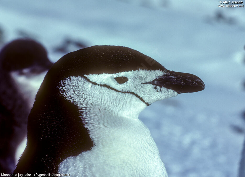 Chinstrap Penguin