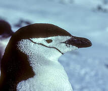 Chinstrap Penguin