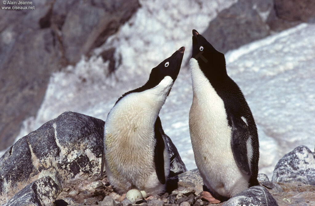 Adelie Penguin