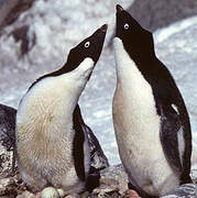 Adelie Penguin