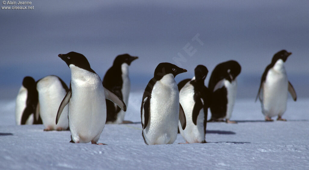 Adelie Penguin