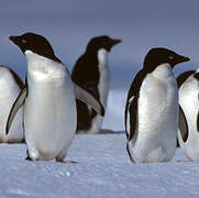 Adelie Penguin