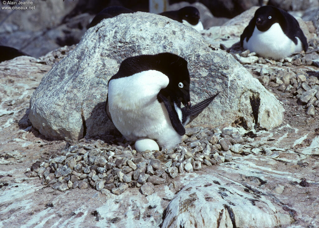 Adelie Penguin