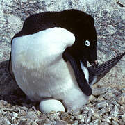 Adelie Penguin