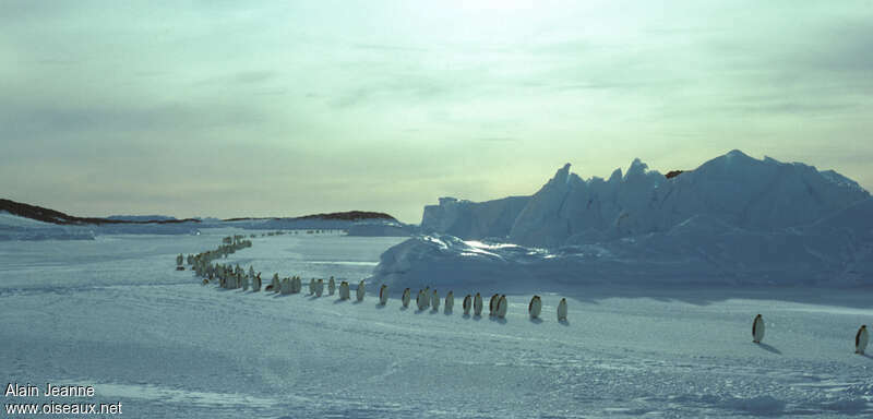 Emperor Penguinadult, habitat, walking, Reproduction-nesting
