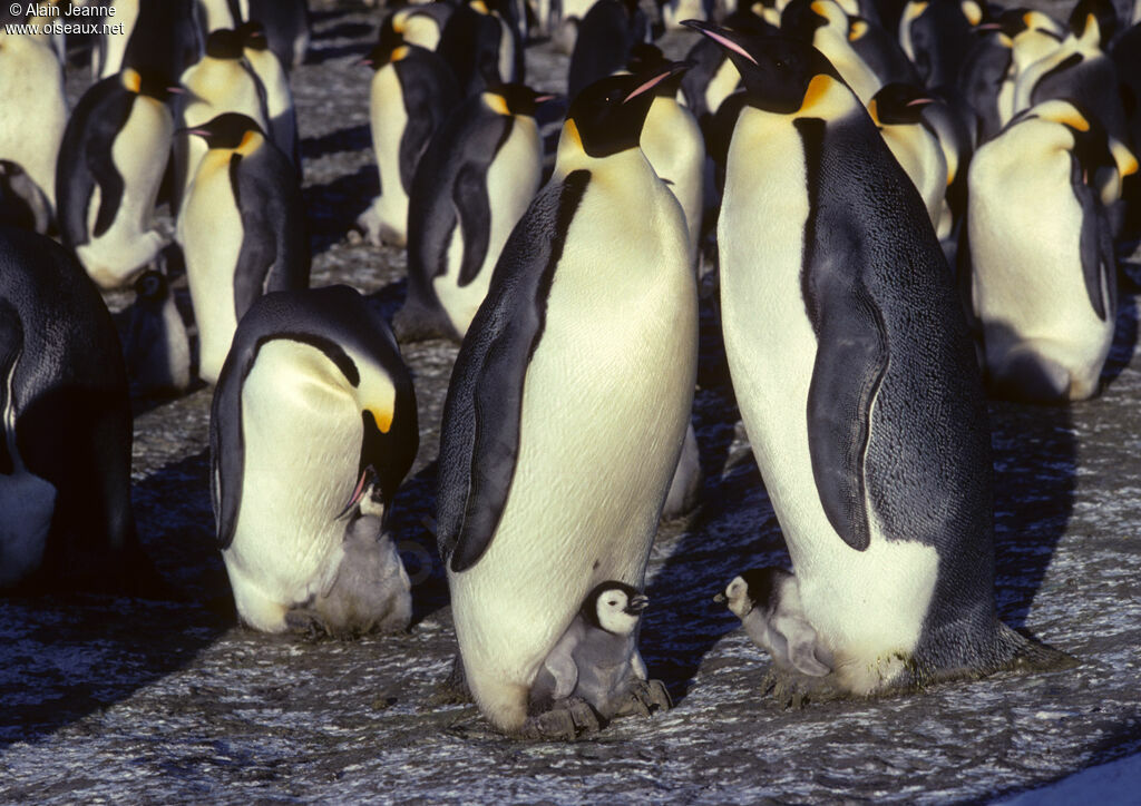 Emperor Penguin