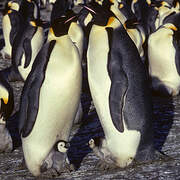 Emperor Penguin