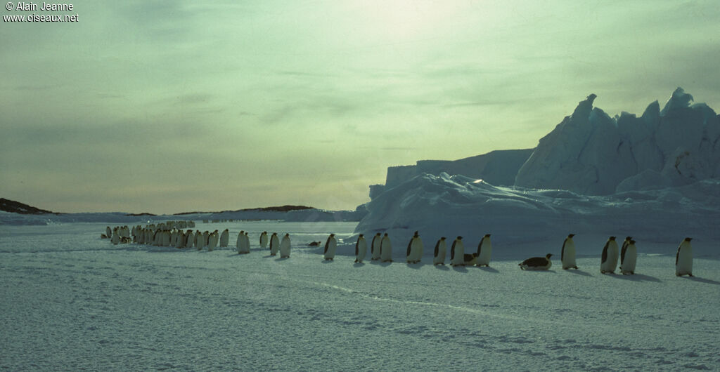 Emperor Penguin