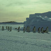 Emperor Penguin