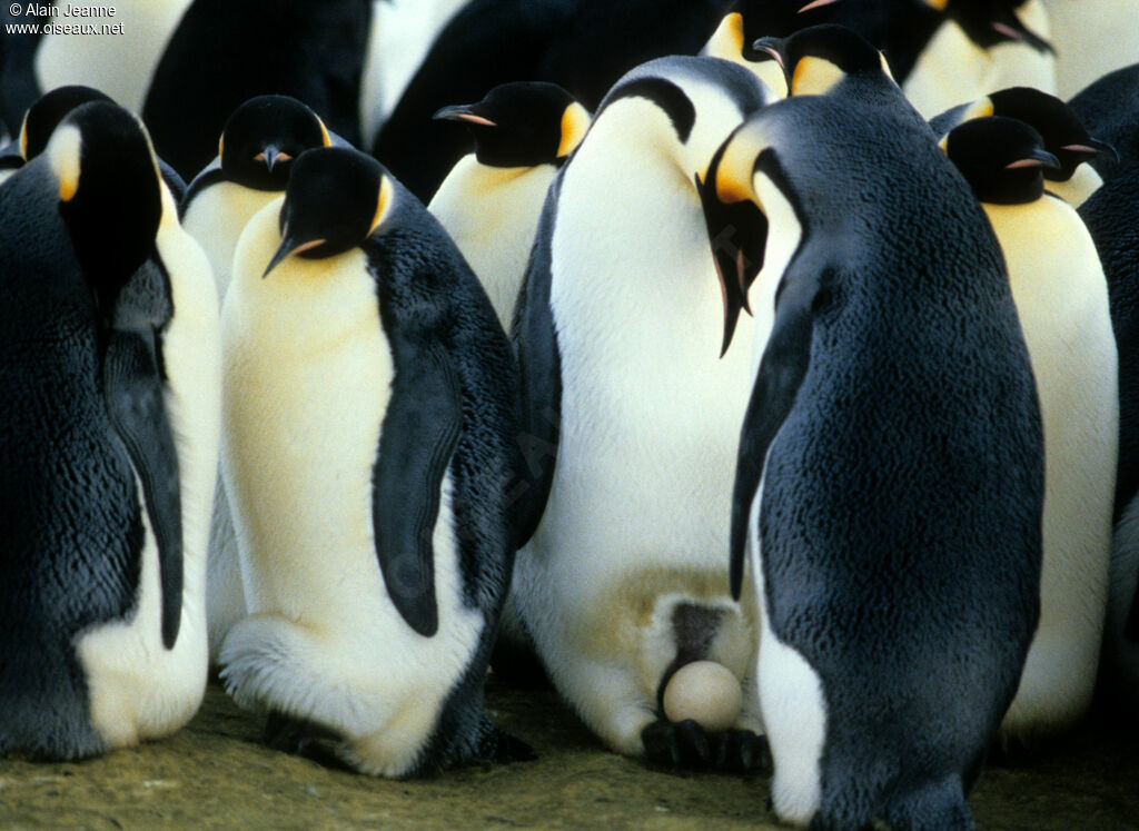 Emperor Penguin