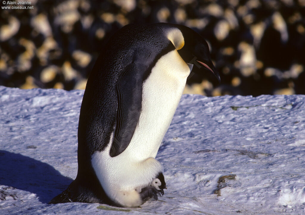 Emperor Penguin