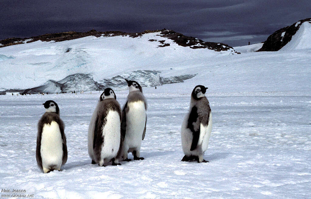 Emperor Penguinjuvenile, habitat, pigmentation