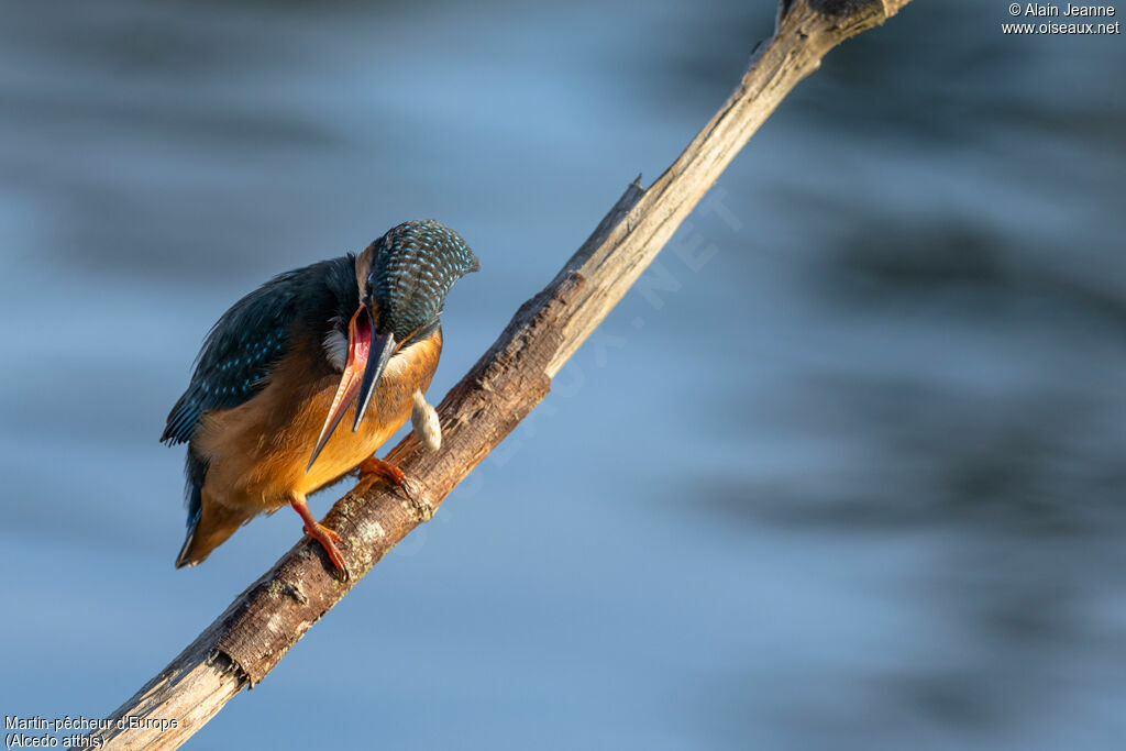 Common Kingfisher