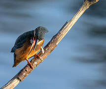 Common Kingfisher