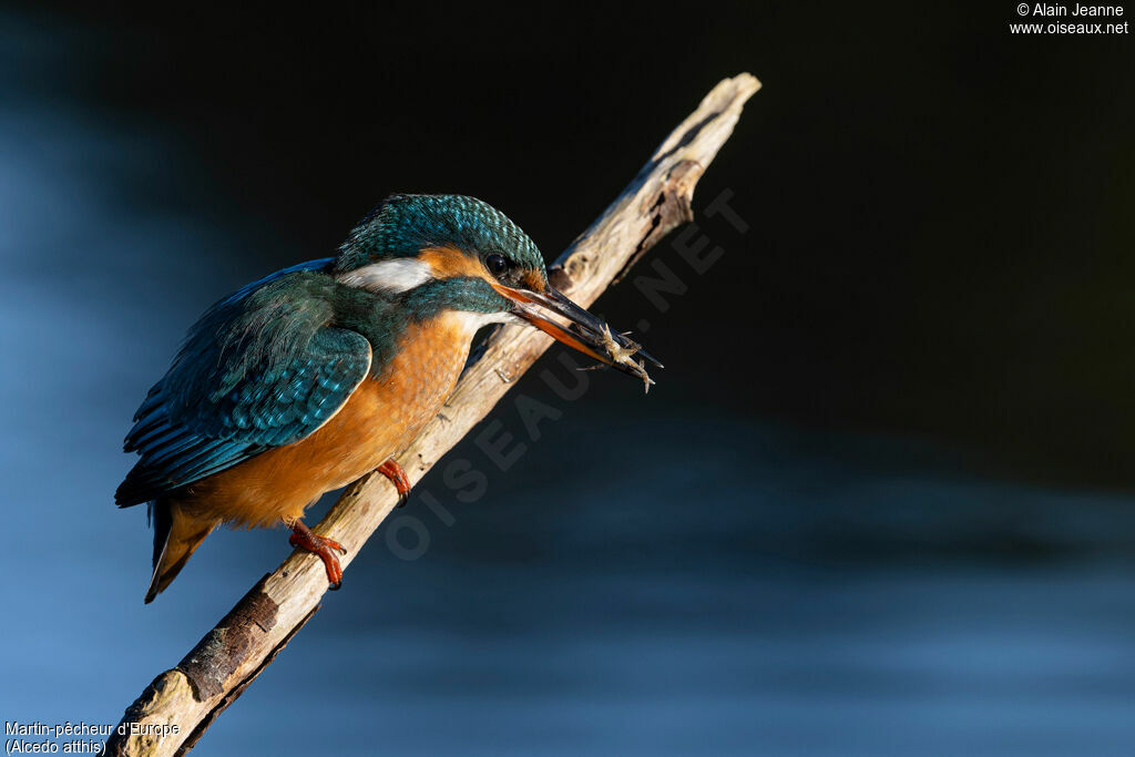 Martin-pêcheur d'Europe femelle, pêche/chasse