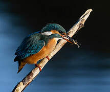 Common Kingfisher