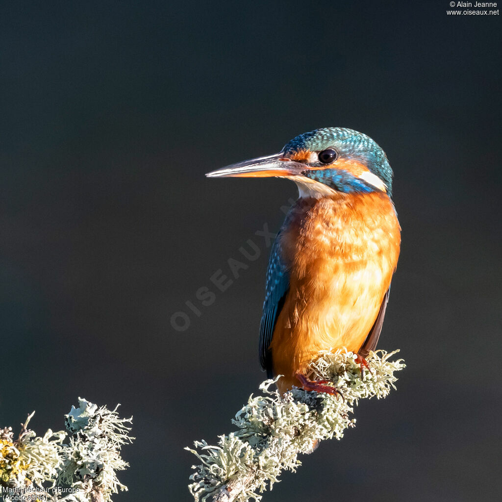 Common Kingfisher female adult, identification