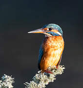 Common Kingfisher