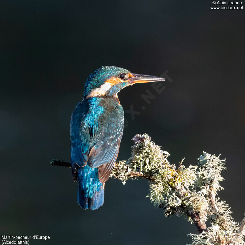 Common Kingfisher female adult, identification