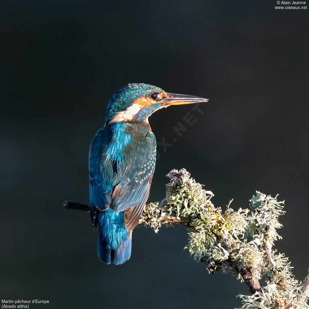 Martin-pêcheur d'Europe femelle adulte, identification