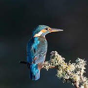 Common Kingfisher