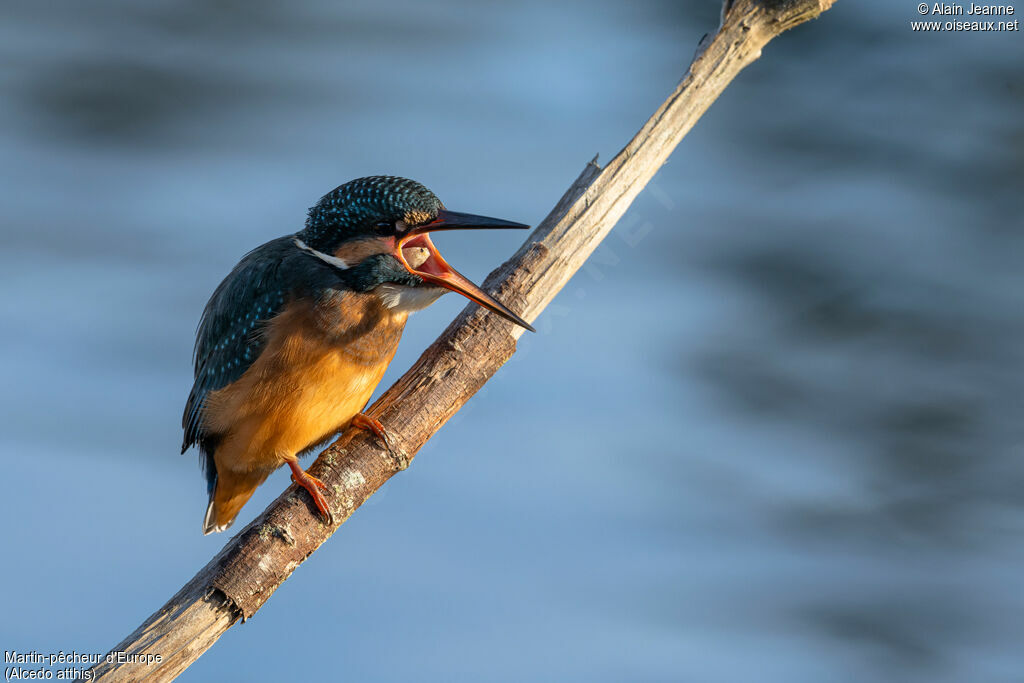 Common Kingfisher