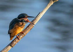 Common Kingfisher