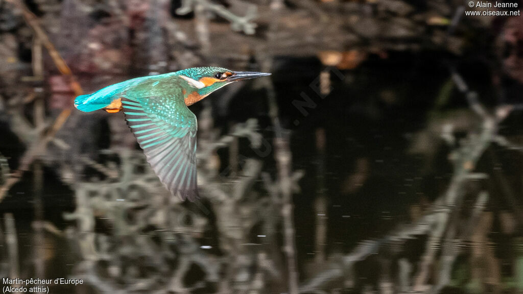 Common Kingfisher male adult, Flight