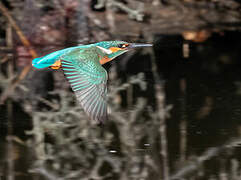 Common Kingfisher