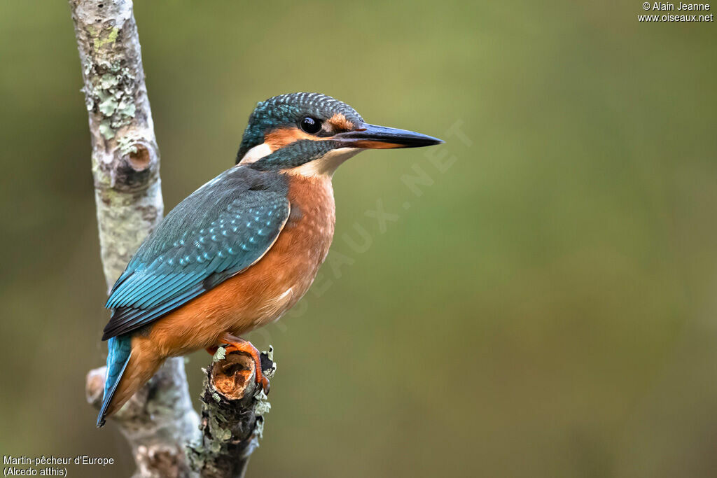 Common Kingfisher female, close-up portrait