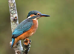 Common Kingfisher