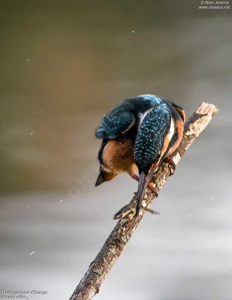 Common Kingfisher female, fishing/hunting