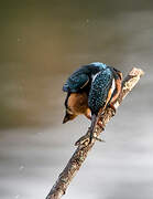 Common Kingfisher