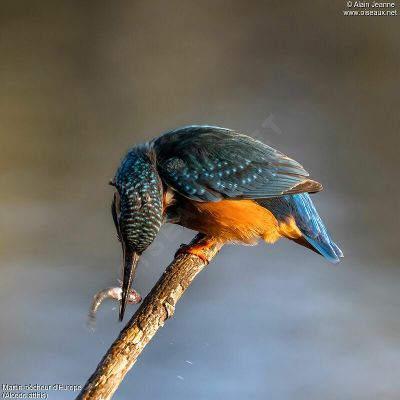 Common Kingfisher female, fishing/hunting