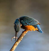 Common Kingfisher