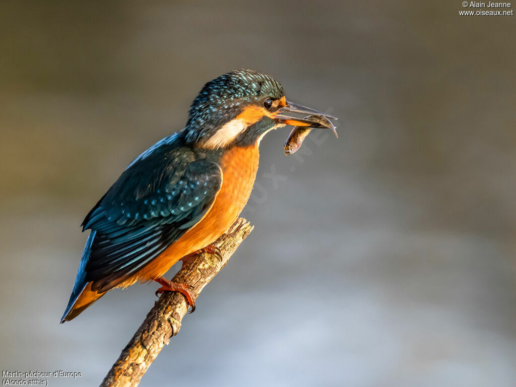 Common Kingfisher female, fishing/hunting