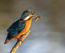 Common Kingfisher