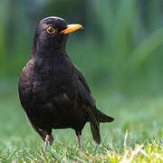 Common Blackbird