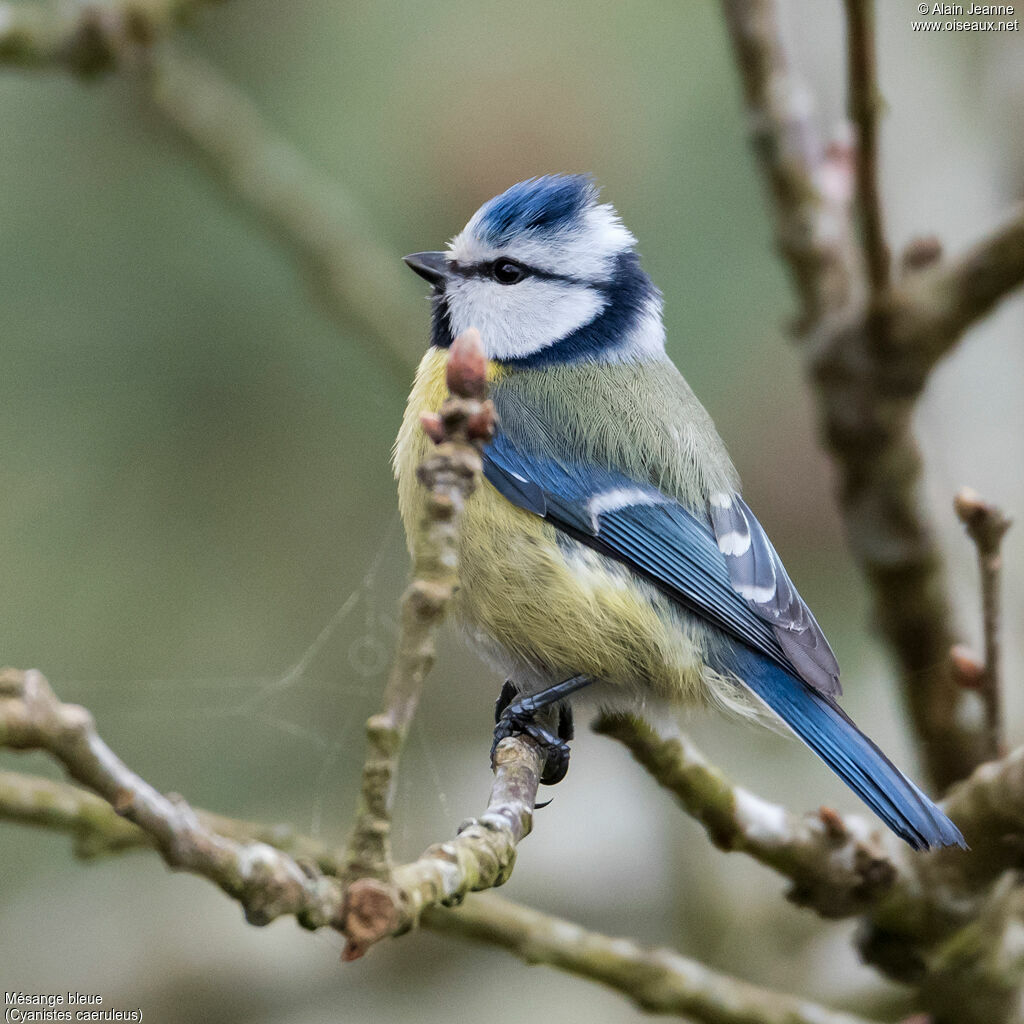 Mésange bleue