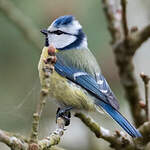 Mésange bleue