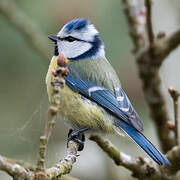 Eurasian Blue Tit