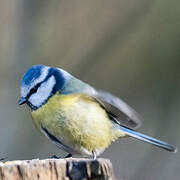 Eurasian Blue Tit